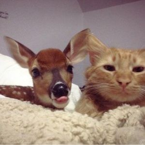 Meet your Posher, Rose